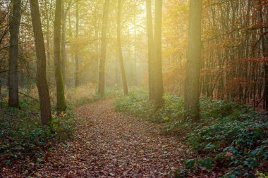Sonbahar ormanında güneş ışığı. Düşen yapraklarla kaplı bir yol..