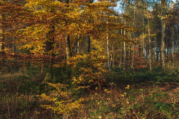 Ηλιόλουστο δάσος πορτοκαλί χρώμα το φθινόπωρο. — Φωτογραφία Αρχείου