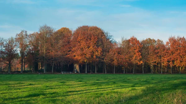 Meadow and orange colored forest under blue sky in autumn. — Stock Photo, Image