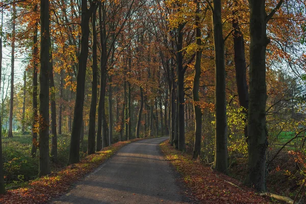 Güneşli sonbahar ormanlarında yol. — Stok fotoğraf