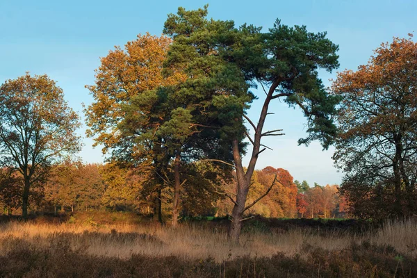 Tall träd i gräsbevuxen fält på solig höstdag. — Stockfoto