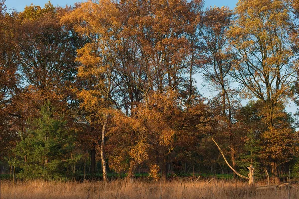 Trees with yellow colored leaves in grassy field on sunny autumn — Stock Photo, Image