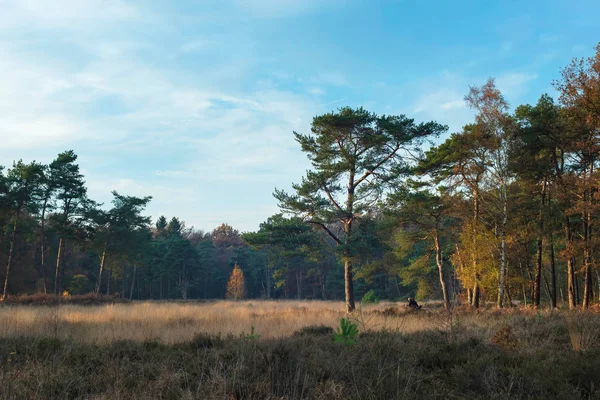 Pinos y abedules en el campo herboso en el soleado día de otoño . —  Fotos de Stock