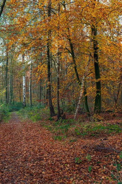 Autumn forest with birch trees with yellow colored leaves. — Stock Photo, Image