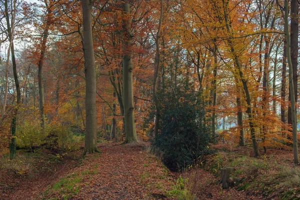 Herfst bos met oranje gebladerte. — Stockfoto