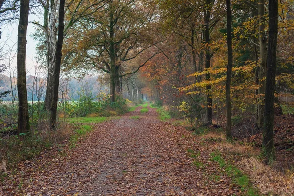 Sonbahar ormanında yaprakları dökülen yol. — Stok fotoğraf