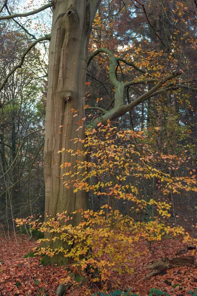 Orange colored foliage in atumn forest. — Stock Photo, Image