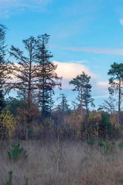 Halott fenyőfák füves területen az őszi erdő szélén. — Stock Fotó