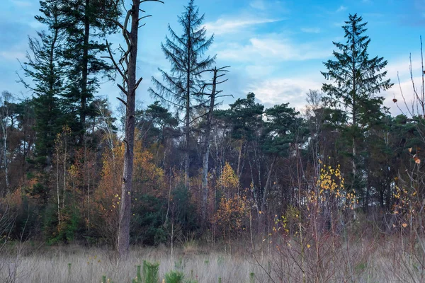 秋の草原の若枝やモミの木. — ストック写真