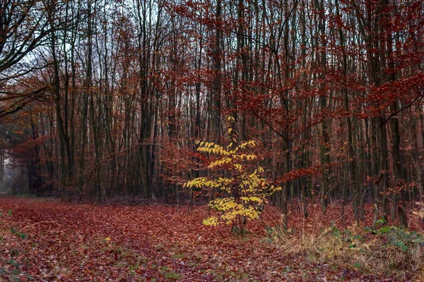 Shrub with yellow colored leaves in autumn forest. — Stock Photo, Image