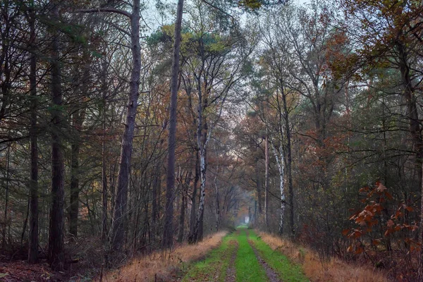 Grassy pathway with tire tracks in autumn forest. — Stock Photo, Image