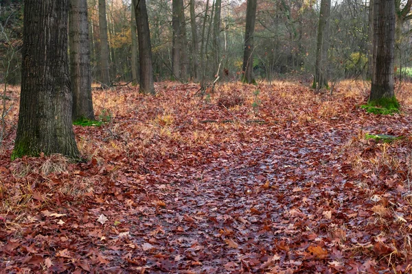 Herfst bos met grond bedekt met gevallen bladeren. — Stockfoto