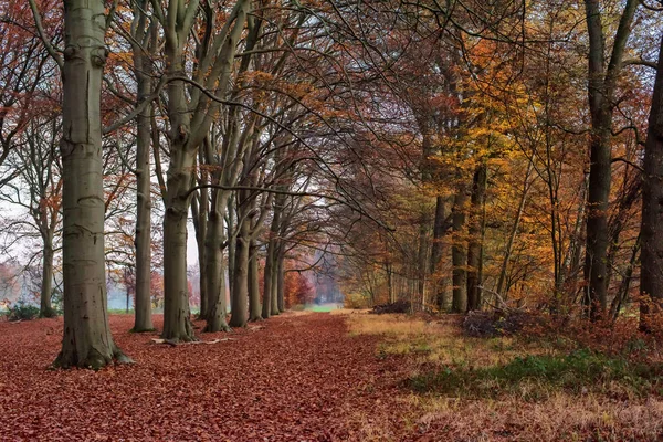 Path covered with fallen leaves in deciduous autumn forest. — Stock Photo, Image