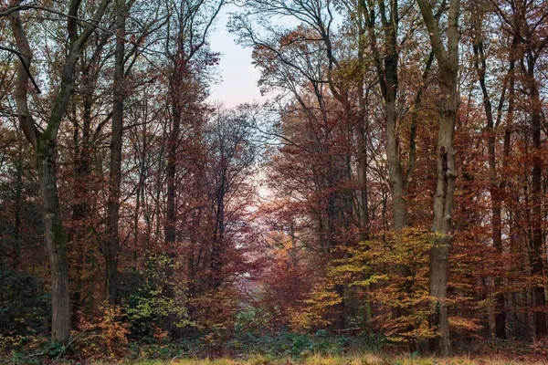 Folhagem de cor laranja na floresta de outono decídua . — Fotografia de Stock