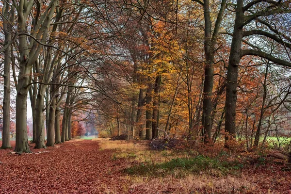 Caminho coberto com folhas caídas na floresta de outono decídua . — Fotografia de Stock