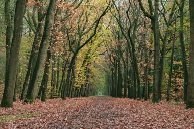 Forest path covered in brown leaves in autumn.