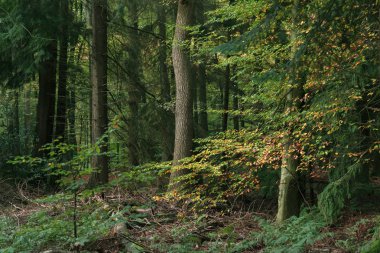 Yellow and orange colored leaves in autumn forest.