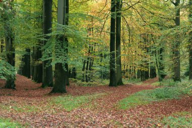 Pathway covered in leaves in autumn forest.