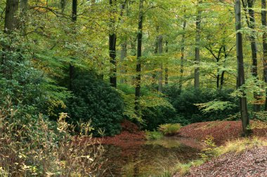 Pond and shrubs in autumn forest.