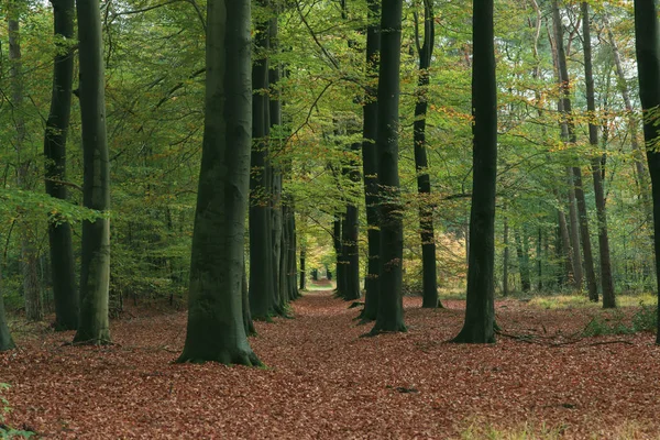 Troncos de árvores na floresta decídua no outono . — Fotografia de Stock