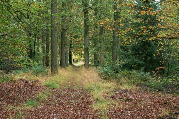 Chemin en forêt de feuillus en automne . — Photo