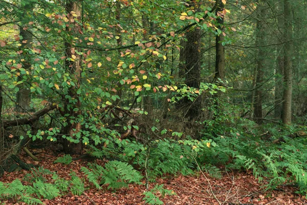 Herfstblad en gevallen bladeren in het bos. — Stockfoto