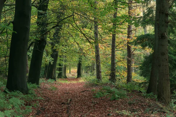 Pathway bedekt met gevallen bladeren in de herfst bossen. — Stockfoto