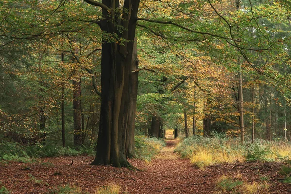 Path in deciduous forest in autumn. — Stock Photo, Image