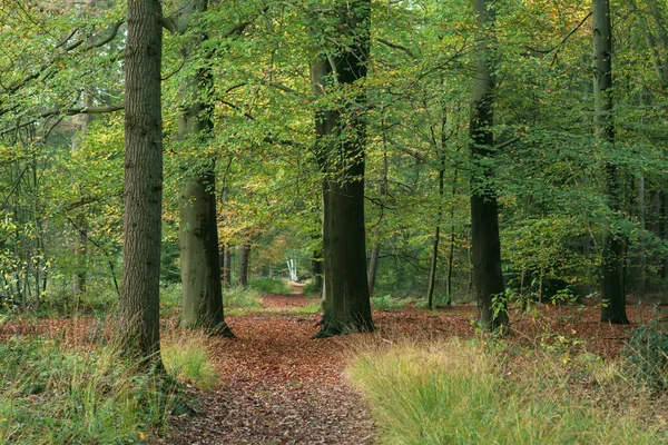 Pathway covered in fallen leaves in autumn woods. — Stock Photo, Image