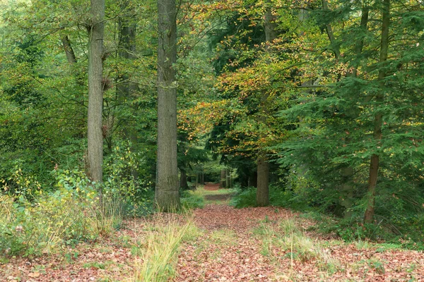 Chemin couvert de feuilles tombées dans les bois d'automne . — Photo