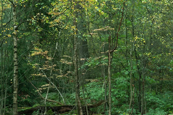 Baumstämme und Herbstlaub im Wald. — Stockfoto
