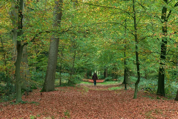 Alleenstaande vrouw loopt op bospad tijdens de herfst. — Stockfoto