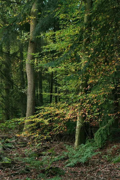 Daun berwarna kuning dan oranye di hutan musim gugur . — Stok Foto