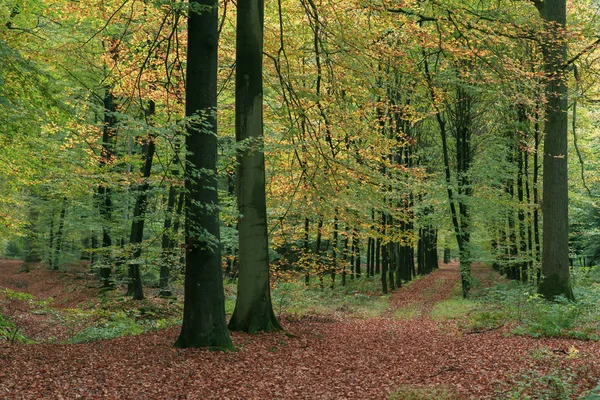 Pad bedekt met bladeren in het herfstbos. — Stockfoto