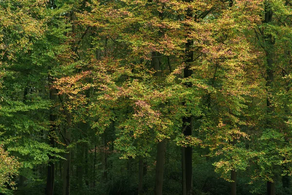 秋の森の中の鮮やかな紅葉. — ストック写真