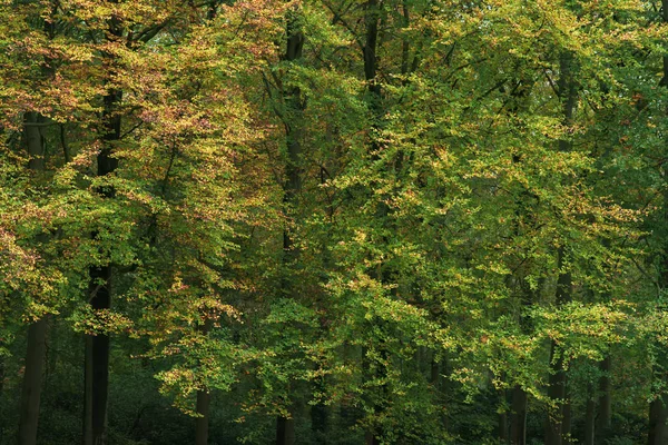 Яскраве кольорове листя в осінньому лісі . — стокове фото