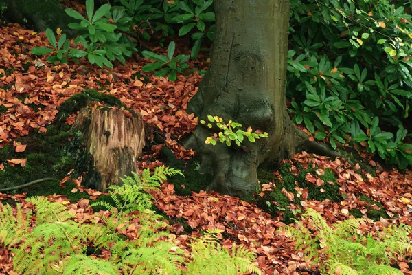 Bosgrond met struiken en boomstam tijdens de herfst. — Stockfoto
