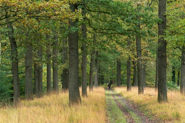 Vrouw loopt alleen op pad in het herfstbos. — Stockfoto