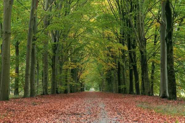Estrada de terra na floresta de outono coberta com folhas caídas . — Fotografia de Stock