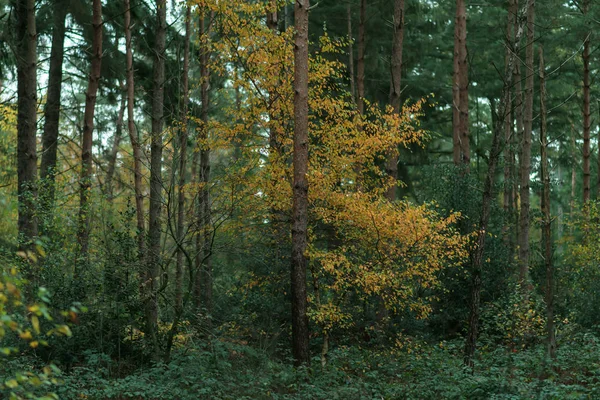 秋の間にモミの木の間に黄色の葉を持つ白樺. — ストック写真