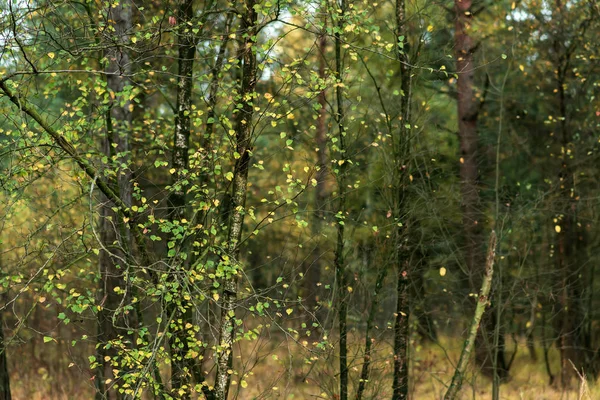 Folhas coloridas amarelas de vidoeiros na floresta de outono . — Fotografia de Stock