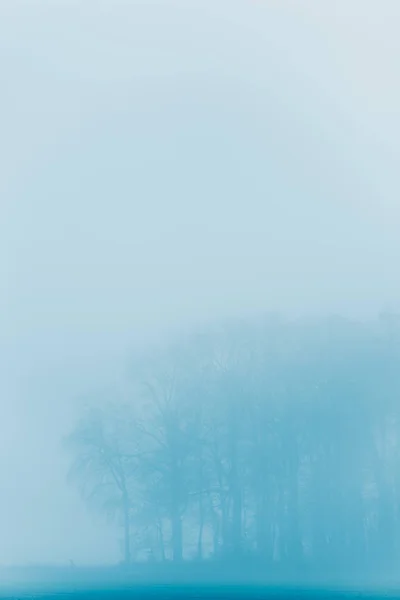 Bloeiende bomen in de mist tijdens de winter. — Stockfoto