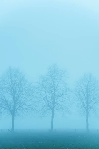 Trees in misty rural landscape. — Stock Photo, Image