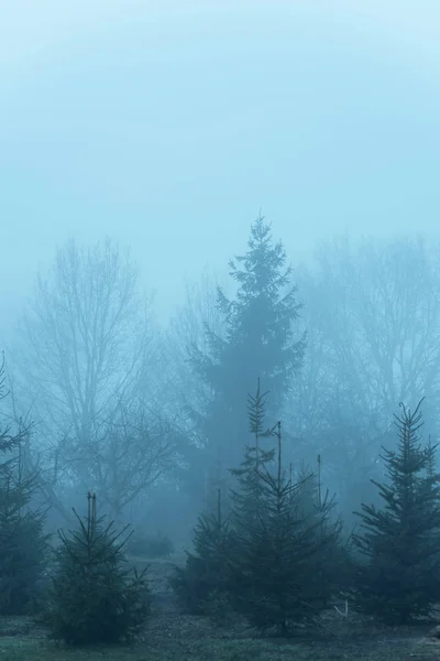 Fir trees in the mist. — Stock Photo, Image