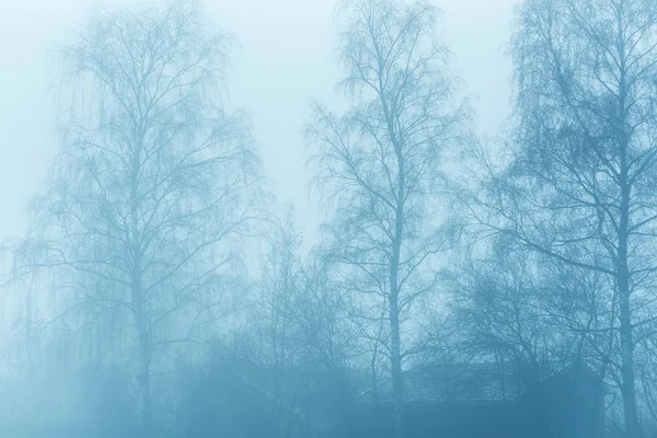 Gołe drzewa we mgle. — Zdjęcie stockowe