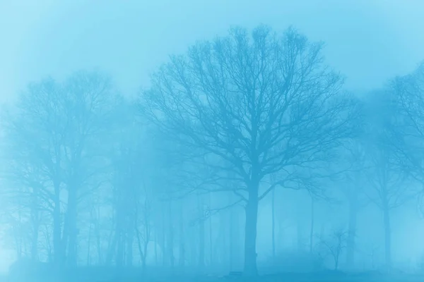 Trees in mist in rural landscape. — Stock Photo, Image