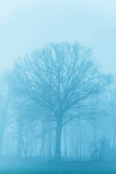 Drzewa we mgle w krajobrazie wiejskim. — Zdjęcie stockowe