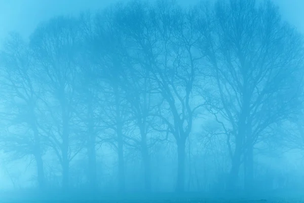 Alberi nudi nella nebbia nel paesaggio rurale . — Foto Stock