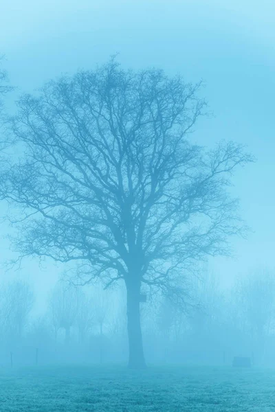 Bare träd i dimma i lantligt landskap. — Stockfoto