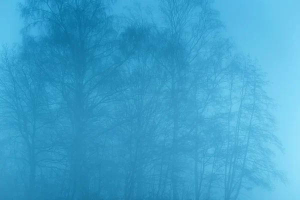 Gołe drzewa we mgle. — Zdjęcie stockowe